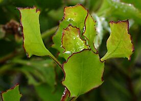 Osteospermum moniliferum rare leaf margins