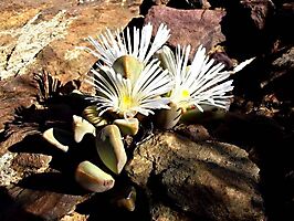 Pleiospilos compactus subsp. canus white flowers