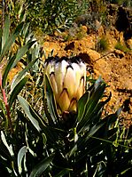 Protea neriifolia involucre