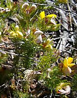 Aspalathus ciliaris floral stages