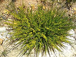 Aspalathus spinosa subsp. flavispina