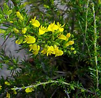 Aspalathus spinosa subsp. flavispina flowers