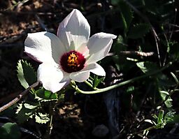 Hibiscus aethiopicus var. ovata maroon-eyed