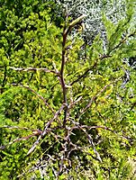 Asparagus rubicundus branch beginnings