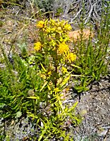 Berkheya rigida flowering