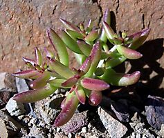 Crassula expansa subsp. expansa young and multicoloured