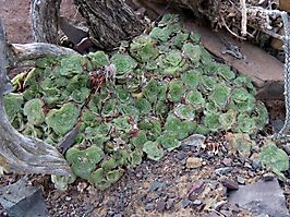 Crassula montana subsp. quadrangularis