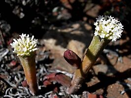 Crassula pyramidalis thin stems, broad petals