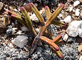 Crassula pyramidalis purple tips