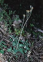 Curio articulatus inflorescence and leaves