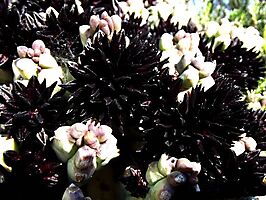 Quaqua ramosa flowers