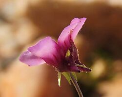 Diascia hexensis flower profile