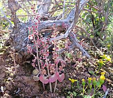 Crassula nemorosa microgarden in the veld