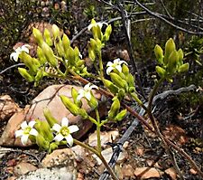 Tylecodon leucothrix white flowers