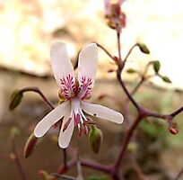 Pelargonium crithmifolium flower and drooping buds