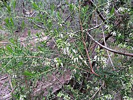 Erica caffra upper branches