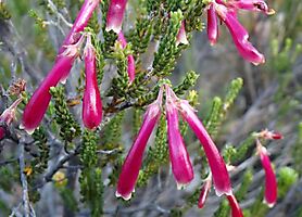 Erica discolor shiny and pink-purple