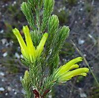 Erica unicolor subsp. unicolor