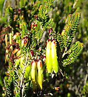 Erica viridiflora subsp. viridiflora