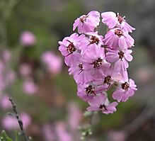 Eriocephalus africanus flowering pink