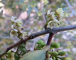 Euclea undulata female flowers