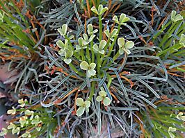 Euphorbia multifolia flowers