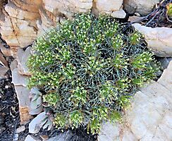 Euphorbia multifolia bluish leaves