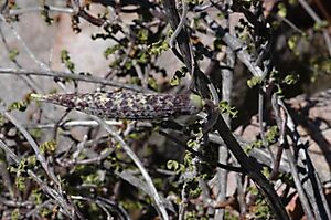 Fockea capensis follicle 