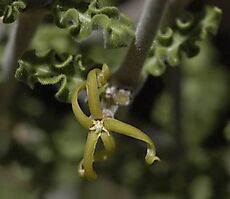 Fockea capensis dull flower