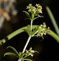Galium tomentosum flowering stem-tip