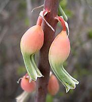 Gasteria brachyphylla var. brachyphylla flowers