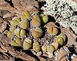 Gibbaeum nuciforme young leaves