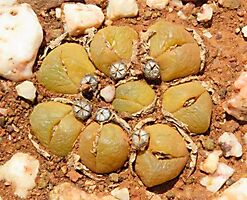 Gibbaeum nuciforme old leaves half buried