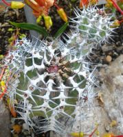 Euphorbia virosa branching stem