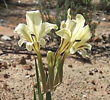 Gladiolus floribundus angled inflorescence