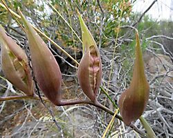 Gladiolus floribundus young fruit