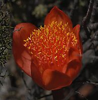 Haemanthus sanguineus flowerhead