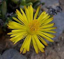 Hereroa aspera flower