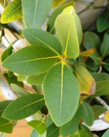 Ficus ilicina leaves