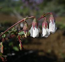 Hermannia cernua white flowers