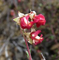 Hermannia filifolia var. grandicalyx calyces up