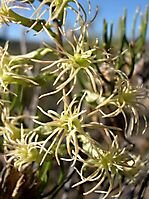 Holothrix grandiflora thread-like flowers