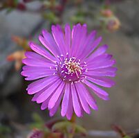 Leipoldtia schultzei flower