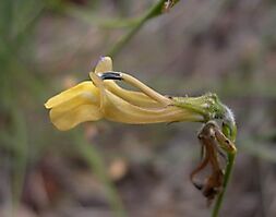 Lobelia linearis yellow flower