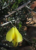 Lotononis dahlgrenii flower