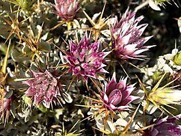 Macledium spinosum flowering
