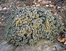 Macledium spinosum mature plant