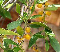 Maytenus oleoides fruit