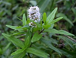 Mentha longifolia flowering