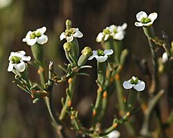 Montinia caryophyllacea female flowers